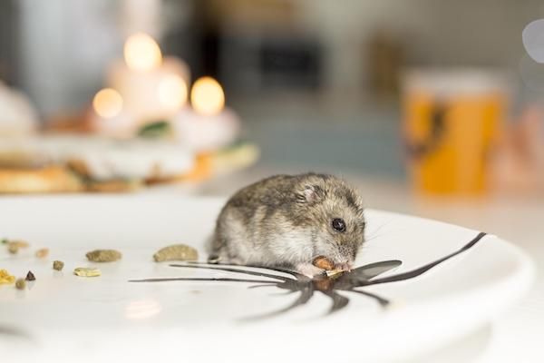 Ce trebuie să știm despre dăunătorilor și animalelor nedorite în unitățile alimentare