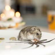 Ce trebuie să știm despre dăunătorilor și animalelor nedorite în unitățile alimentare